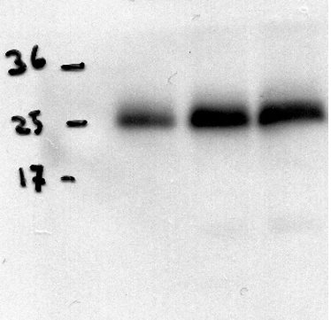 western blot using anti-HCF164 antibodies